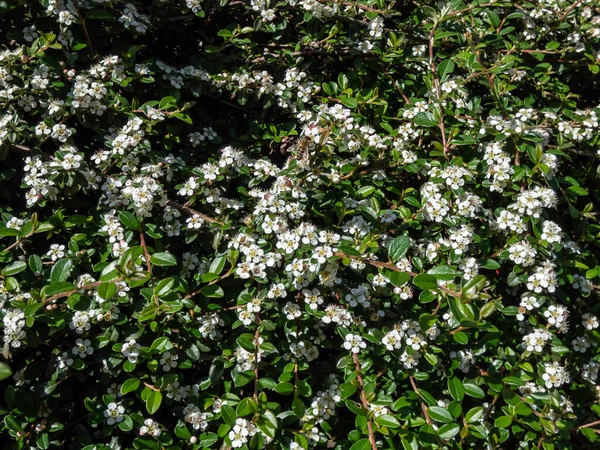 Arbusto Evergreen Bearberry Cotoneaster Cotoneaster Dammeri Cultivar Skogholm Floración Con —  Fotos de Stock