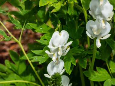 Beyaz kanayan kalp (Dicentra spektabilis) 'Alba' bölünmüş, açık yeşil yapraklar ve saf beyaz, kalp şeklindeki çiçek kavisleri, yaprakların üzerinde sarkan beyaz yapraklar