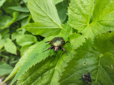 Güzel, metalik, parlak yeşil ve bakır böceğinin (Protaetia cuprea) yaz aylarında bitki örtüsüyle çevrili yeşil yapraktaki makro görüntüsü.