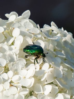 Metalik bir gül chafer veya yeşil gül chafer (Cetonia aurata) beyaz bir çiçek üzerinde sürünen yaz mevsiminde parlak güneş ışığı ve koyu arkaplan