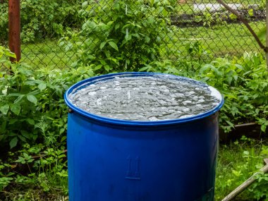 Blue, plastic water barrel reused for collecting and storing rainwater for watering plants full with water and water dripping from the roof during summer day surrounded with vegetation