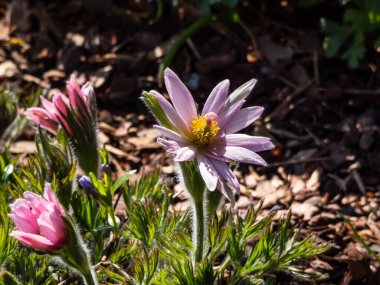 Güzel pembe Pasqueflower 'ın (Pulsatilla vulgaris) yakın plan çekimi.