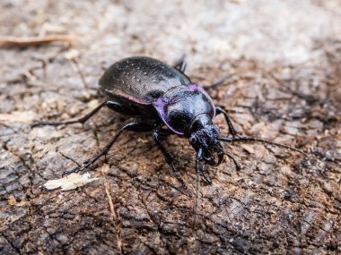 Bronz toprak böceği ya da bronz karabid (Carabus nemoralis) - bakır parıltılı ve yanardöner mor kenarlı büyük, siyah bir yer böceği.