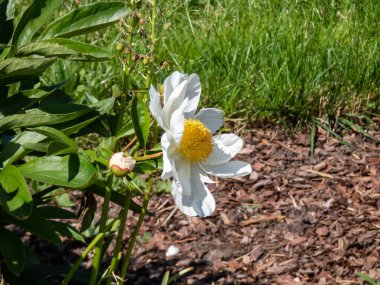 Japon tipi şakayık tarlası (Paeonia lactiflora) 'Ona' beyaz ve pembe taç yaprakları ve yazın ortasında altın sarısı pipetler bulunur.