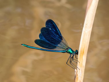 Parlak metalik mavi yusufçuk. Güzel Matmazel (Calopteryx Virgo) 'nun yetişkin erkeği göl suyunun üzerindeki kuru ot yaprağında oturuyor.