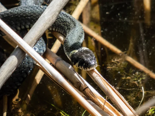 Close Shot Black Grass Snake Natrix Natrix Pond Water Vegetation — Stock Fotó