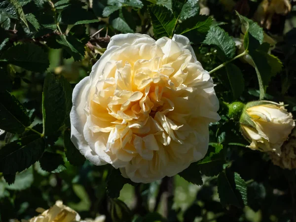 Shrub Rose Rosa Agnes Flowering Full Double Old Fashioned Yellow — Stock Photo, Image