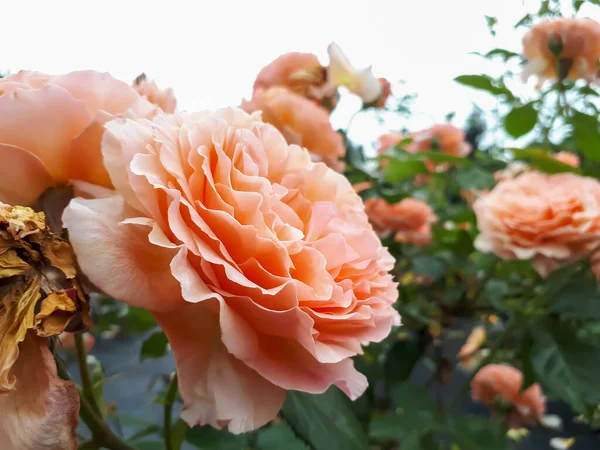 Close Shot Pomarańczowej Mieszanki Pomarańczowo Różowej Hybrydowej Róży Herbaty Belvedere — Zdjęcie stockowe
