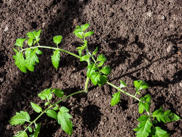 Close Shot Green Tomato Plant Seedling Growing Soil Greenhouse Bright — Photo