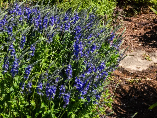 Speedwell Veronica Teucrium True Blue Formando Denso Arbusto Esférico Floreciendo — Foto de Stock