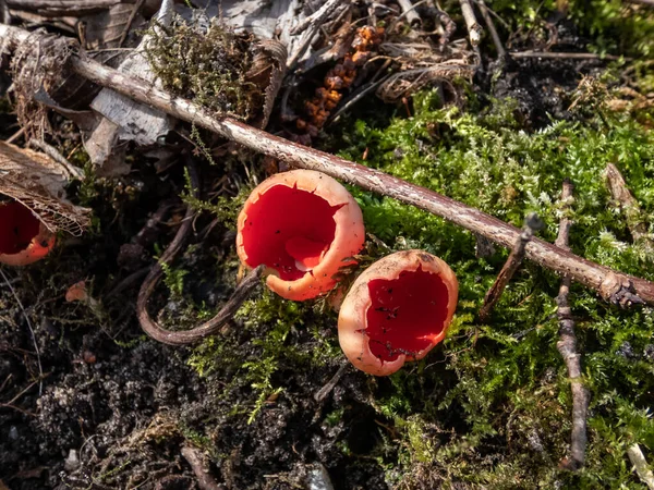 Cup Shaped Fungus Scarlet Elfcup Sarcoscypha Austriaca Fruit Bodies Growing — Foto de Stock