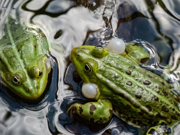 Close Shot Croacing Common Water Frog Green Frog Pelophylax Esculentus — ストック写真