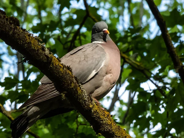 Gołąb Drzewny Lub Gołąb Drzewny Columba Palumbus Szary Białym Szyi — Zdjęcie stockowe