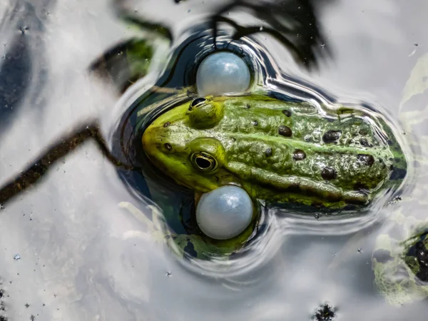 Close Shot Croacing Common Water Frog Green Frog Pelophylax Esculentus — ストック写真