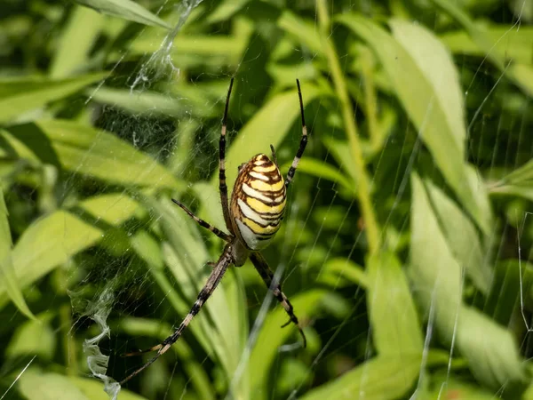 Macro Shot Adult Female Wasp Spider Argiope Bruennichi Showing Striking — Stok fotoğraf