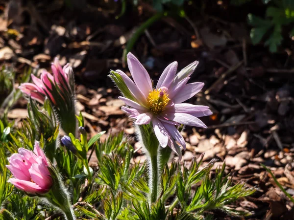 Güzel pembe Pasqueflower 'ın (Pulsatilla vulgaris) yakın plan çekimi.