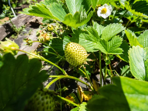Macro Van Aardbeienplant Die Een Klein Groen Geel Fruit Vormt — Stockfoto