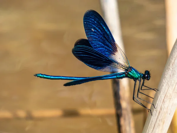 Яркая Металлическая Голубая Стрекоза Взрослый Мужчина Красивой Демуазель Calopteryx Virgo — стоковое фото