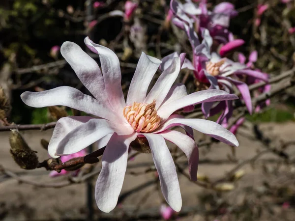 Close Shot Pink Star Shaped Flowers Blooming Star Magnolia Magnolia — Stock Photo, Image