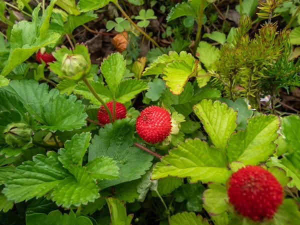 Mock Indian False Strawberry Potentilla Indica Backyard Strawberry Red Fruit — Photo