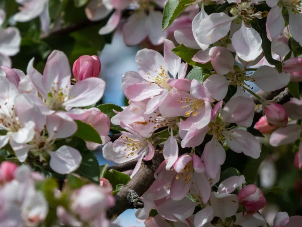 果樹園でリンゴの木の開花の白とピンクの芽と花 花でいっぱいの枝は両開きの花弁があります 四季折々の花々の春景色 — ストック写真