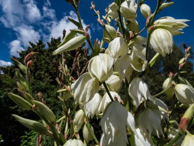 Adem iğnesi ve ipliği, yaygın yukka, İspanyol süngüsü, ayı çimi, iğne-palmiye, ipek-çimen ve kaşık-yaprak yukka - Yucca filamentosa - yaz başında sarkık krem çiçekleriyle çiçek açan