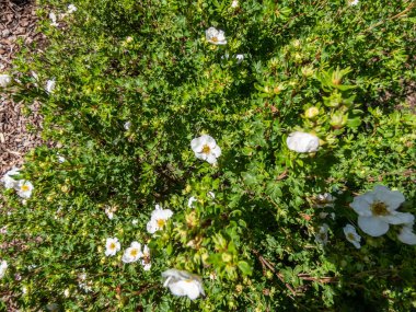 Pentaphylloides fruticosa 'Pembe Kraliçe' si küçük, parlak yeşil yapraklar ve yazdan sonbahara kadar bardak şeklinde pembe çiçekleri olan küçük, gür, yaprak döken, yaprak döken bir çalıdır. Çiçeklere yaklaş