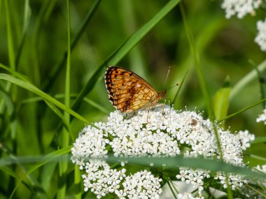 Yüksek Kahverengi Fritiller (Argynnis adippe) beyaz bir çiçeğin üzerinde dinlenir. Üst kanatları siyah lekeli turuncu, alt kanatları beyaz ve kahverengi lekeli turuncu renklidir.