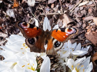 Avrupa tavus kuşu kelebeğinin (Aglais io) beyaz bahar çiçekleri (Colchicum szovitsii) üzerindeki görüntüsü güneş ışığında çiçek açar. Kanatlar paslı kırmızı, kanat ucu siyah mavi ve sarı göz kapağı