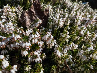 Yayılan güzel makro yeşil cüce çalısı - kış fundalığı ya da kar fundalığı (Erica carnea) 'Buz Prenses' bol miktarda, kül şeklinde, bahar başlarında saf beyaz çiçekler