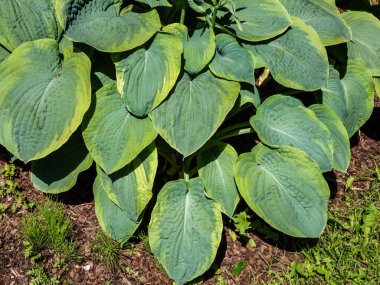 Hosta sieboldiana 'Samurai' with huge, thick blue wide green leaves with irregular yellow margins growing in the garden in bright sunlight