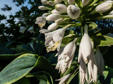 Hosta sieboldiana 'Samuray' Büyük, kalın mavi geniş yeşil yaprakları ile düzensiz sarı kenarları ile bahçesinde beyaz çiçekler parlak güneş ışığı altında çiçek