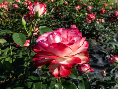 Eşsiz, iki renkli. Beyaz, kırmızı, Floribunda sınırında. 