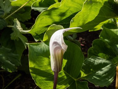 Bahar sonu ve yaz başında çiçek açan Çin zambağı ya da kürsüdeki kriko (Arisaema candidissimum) yakın plan çekimleri