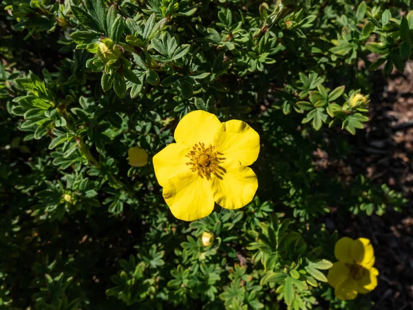 Shrubby Cinquefoil Pentaphylloides Fruticosa Dart Golddigger Küçük Yapraklı Yapraklı Çay — Stok fotoğraf