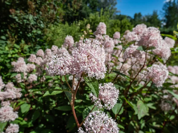 Jersey çay okyanusu, kırmızı kökler, dağ tatlı ya da vahşi kartopu (Ceanothus americanus) yazın bahçedeki topak topak beyaz çiçeklerle çiçek açan ince dallara sahiptir.