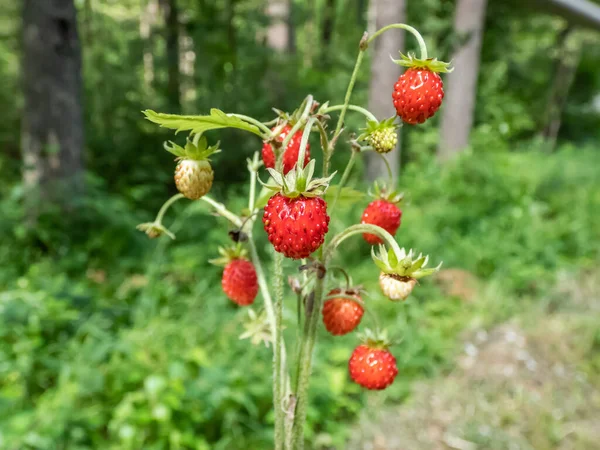 Single Plant Wild Strawberry Fragaria Vesca Perfect Red Ripe Fruits — Stock Photo, Image