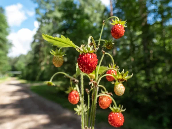 Vadon Termő Szamóca Fragaria Vesca Növényei Tökéletes Vörös Érett Gyümölcsökkel — Stock Fotó