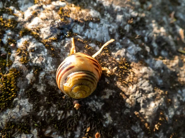 Macro Shot Striped Snail White Lipped Snail Garden Banded Snail — 图库照片