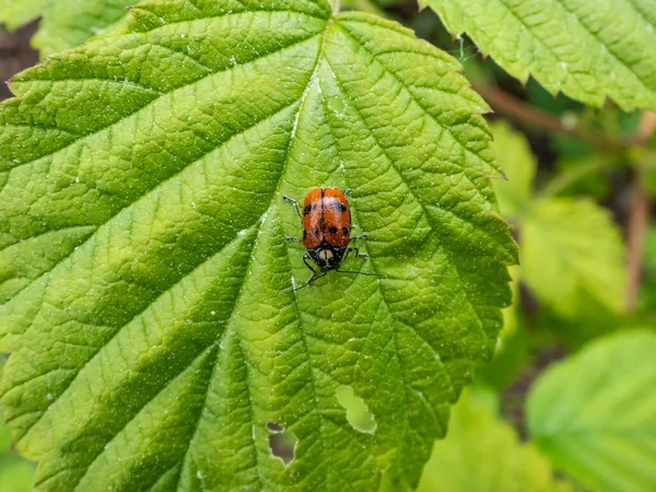 Colpo Primo Piano Scarabeo Foglia Cryptocephalus Octopunctatus Rosso Con Macchie — Foto Stock