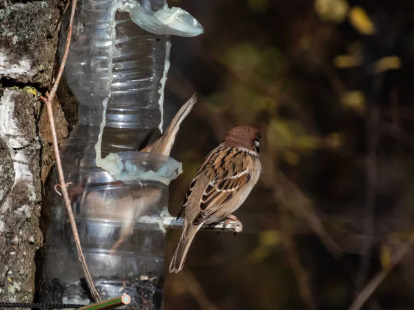 The eurasian tree sparrow (Passer montanus) visiting bird feeder made from reused plastic bottle full with grains and seeds in a winter day. Bird feeder bottle hanging in the tree