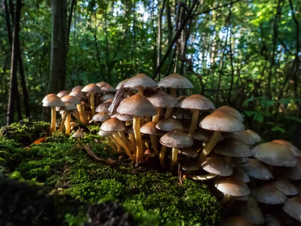 Wild mushrooms growing in large colony on tree stump and forest ground in wet moss in dark, green forest. Fairy forest in enigmatic scenery. Light and shadows in nature