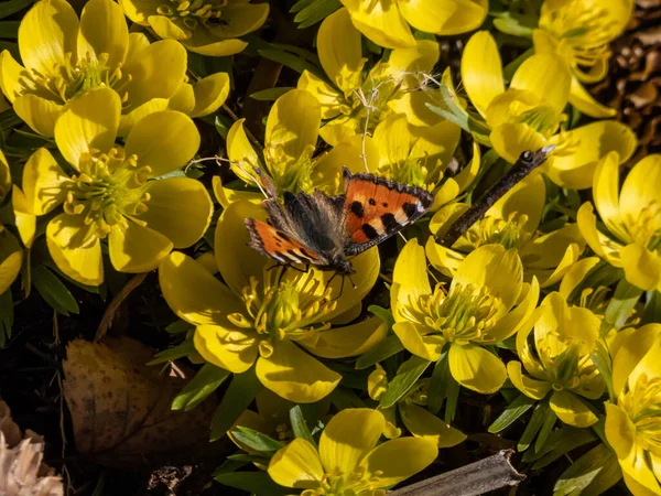 在早春的黄花盛开中 小乌龟蝴蝶 Aglais Urticae 的特写镜头 其翅膀受损 — 图库照片