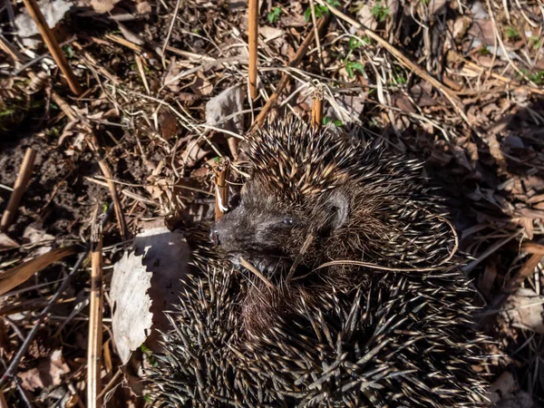 Yetişkin Avrupalı Kirpinin Erinaceus Europaeus Kışın Ardından Ilkbaharın Başlarında Kuru — Stok fotoğraf