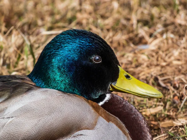 Close-up of adult, breeding male mallard or wild duck (Anas platyrhynchos) with a glossy bottle-green head and a white collar. Portrait of bird head and eye in bright sunlight