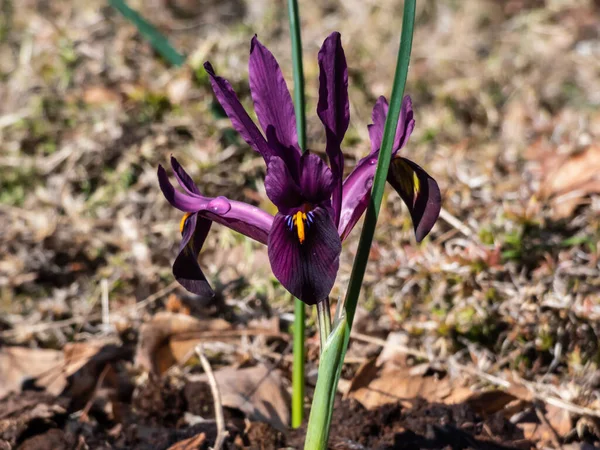 Close-up shot of the cultivar of the netted iris or golden netted iris (Iris reticulata) \'George\' with deep violet-purple petals with an orange blaze on the falls flowering in early spring