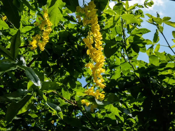 Altın Zincir Altın Yağmur Ağacı Laburnum Parkta Yoğun Sarı Çiçeklerin — Stok fotoğraf