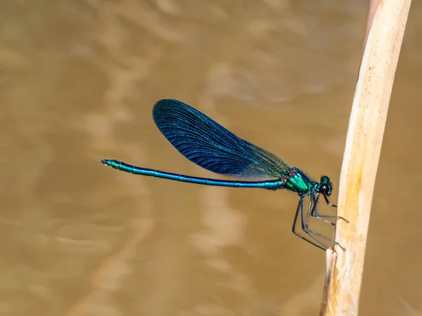 Bright Metallic Blue Dragonfly Adult Male Beautiful Demoiselle Calopteryx Virgo — Stockfoto