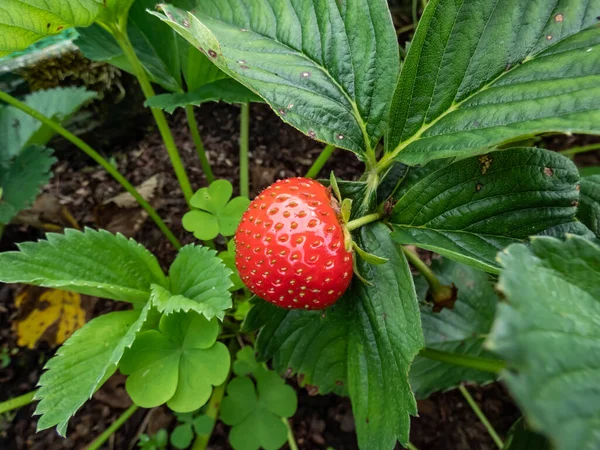 Perfect Ripe Red Strawberry Growing Maturing Garden Surrounded Green Leaves — Stockfoto