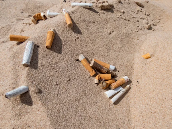 Pile of cigarette butts in the beach sand collected while cleaning on Baltic sea beach as toxic plastic pollution. Most littered item in the world. Plogging, environmental protection
